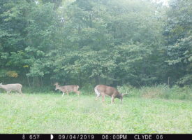 1800:090419:65F:0000:CLYDE 06  :2E[116:0217]G[016:0x000f]