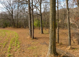 Clairmont Lots-11