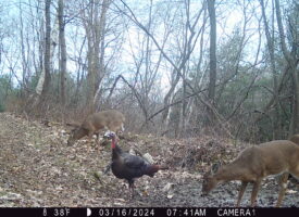 P02[832:835] TT[767] E[114:0000]G[000:0x00] BV[85:-4] IR[F:40] 2199