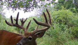 Driftless Trophy Whitetail Legacy Farm – Proven Big Buck Property with Prime Ag & Timber in Richland County, WI