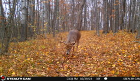 34.83-Acre Southwest Wisconsin Hunting Land | Viola, Wisconsin