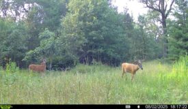 117± Acres of Irrigated Farmland and Trophy Whitetail Habitat — Adams County, Wisconsin
